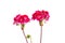 Two branches with red geranium inflorescences isolated on a white background