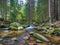 Two branches of Szklarka river circle the piece of the ground with tall coniferous trees