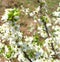 Two branches of a tree with lots of flowers and leaves. A beetle sits on one of the branches. Which masks under the surrounding vi