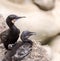 Two Brandt`s Cormorant Birds sitting on Cliffs