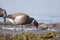 Two Brant geese and a Dunlin forage along seaweed covered rocky shore at low tide