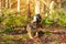 Two brave, fearless Red and Black tri-color English British Bulldogs walking in a forest