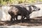 Two brazillian tapir looking for food on earth