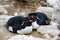 Two breeding rockhopper penguins, New Island, Falkland Islands