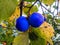 Two bright blue persimmons from the garden of Avatar.