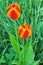 Two bright colorful yellow red tulip buds Monsella close up with green leaves in the garden