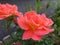 Two bright coral garden roses in full bloom