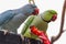 Two bright green and blue parrots eat red hot chili