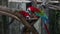 Two bright macaw parrot eating