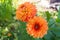 Two bright, orange dahlia flowers bloomed in a flower garden