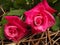 Two Bright Pink Tea Roses Up-Close in a Basket of Straw