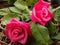 Two Bright Pink Tea Roses Up-Close in a Basket of Straw