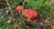 Two bright poisonous mushrooms of red fly agaric: large and smaller among the grass and leaves.