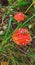 Two bright poisonous mushrooms of the red fly agaric: a large and a smaller one among the grass and leaves in late autumn