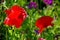 Two bright red flowers on a thin stalks. Close-up image.