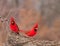 Two bright red male Northern Cardinals