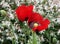 Two bright red opium poppy flowers with buds
