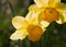 Two bright yellow daffodil flowers, Narcissus, blooming in the spring sunshine, close-up