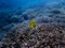 Two Bright Yellow Raccon Tropical Butterflyfish over Coral Reef in Blue Ocean