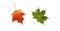 Two brightly colored gold, green, red canadian maple leaf