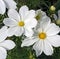 Two Brilliant White Annual Cosmos Flowers