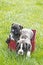 Two Brindle Boxer Puppies In Party Box