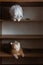 Two British bred domestic cats look at each other from different shelves of closet