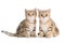 Two British breed kittens