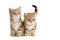 Two British breed kittens