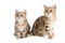 Two British breed kittens