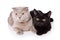 Two british cats black and gray isolated on white