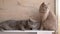 Two British Gray Home Cats Sitting on Table, Washing Face, Watching. Close.