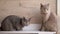 Two British Gray Home Cats Sitting on Table, Watching Movement of Object. Close