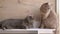 Two British Gray Home Cats Sitting on Table, Watching Movement of Object. Close