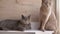 Two British Gray Home Cats Sitting on Table, Watching Movement of Object. Close
