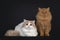Two British Longahir cats on black background