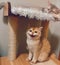 Two British shorthair cats atop a cat tree