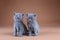 Two British Shorthair kittens, isolated portrait, beige background