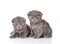 Two british shorthair kittens loking at camera. isolated