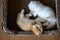 Two British Shorthair kittens playing happily lying in a cardboard box View from above, white and orange cats are naughty
