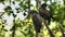 Two bronze-winged parrots in a park in Ecuador