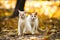 Two brother cats on autumn bright background