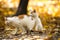 Two brother cats on autumn bright background