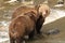 Two brother grizzly bears interact with each other while fishing for salmon in a coastal river