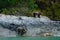 Two brother grizzly bears walk over a rugged coastline in search of food in the Great Bear Rainforest