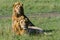 Two Brother Lions In Masai Mara