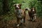 Two brothers dog are adult littermates. Two Australian Shepherds run on forest road in summer. Happy best friends aussie