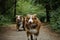 Two brothers dog are adult littermates. Two Australian Shepherds run on forest road in summer. Happy best friends aussie red