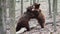 Two brown adult bears play or fight in the spring forest