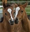 Two brown baby foals